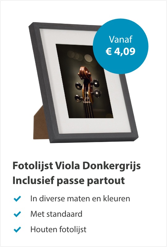 Viola Donkergrijs